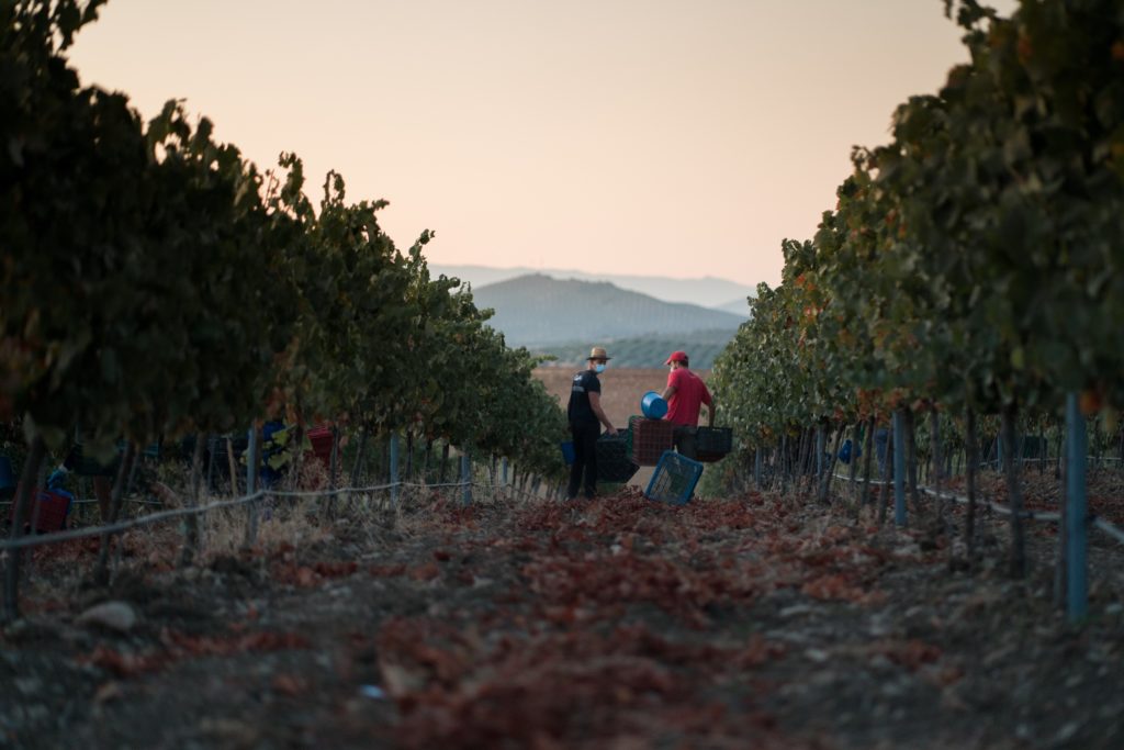 Viñedos de Bodegas Campoameno en la Sierra Sur de Jaén