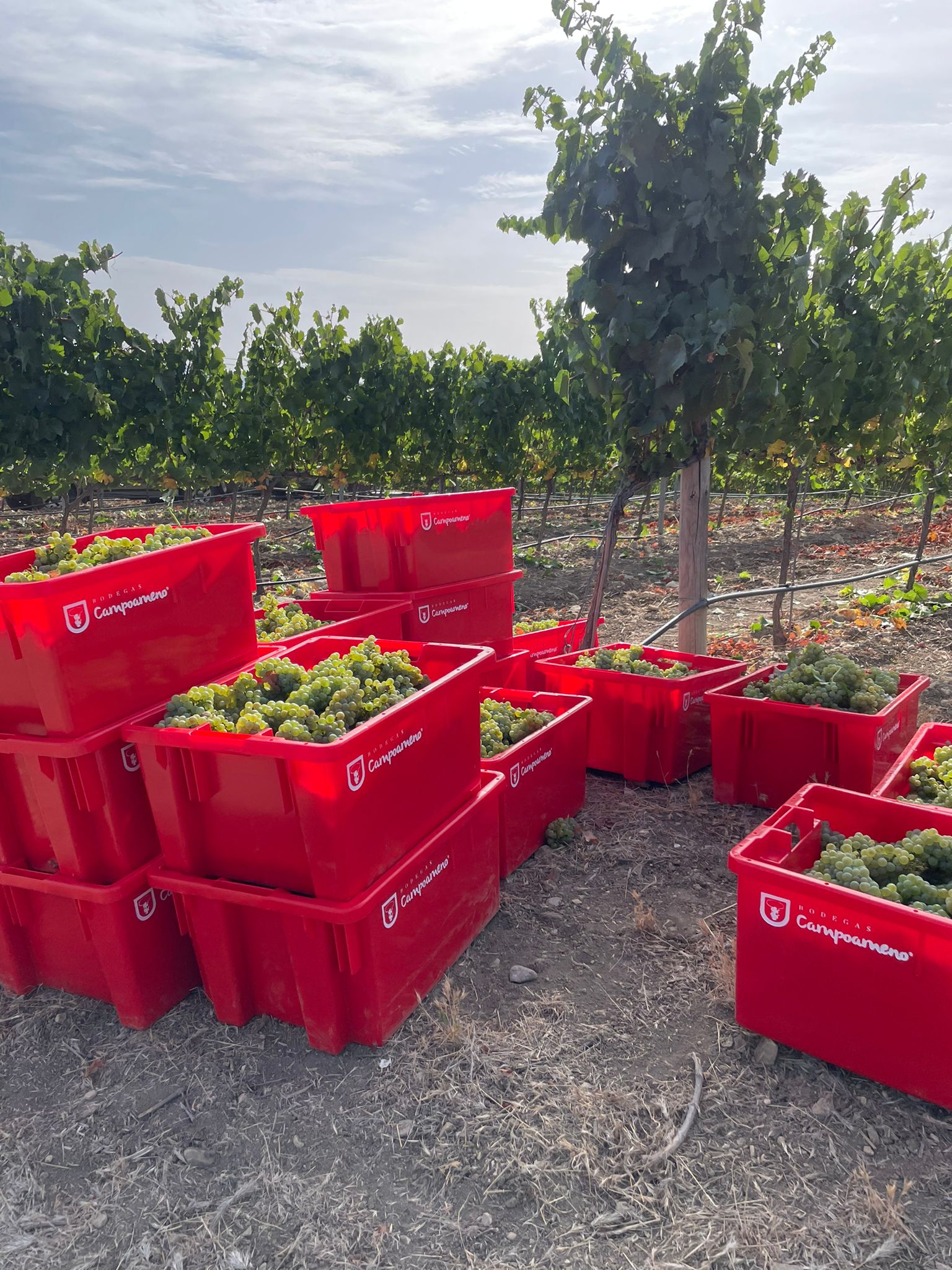 Vendimia 2021 en Campoameno: excelente calidad